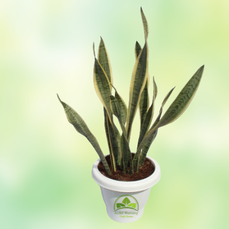 Snake Plant  Dracaena Trifasciata - Home -  - Corporate Office - Plants On Rent - Best Plant Nursery in Noida - Indoor Plants - 