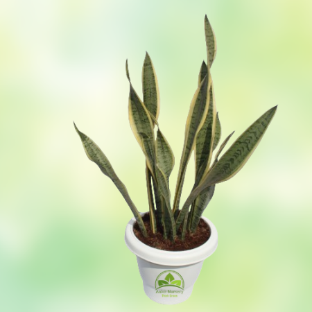 Snake Plant  Dracaena Trifasciata - Home -  - Corporate Office - Plants On Rent - Best Plant Nursery in Noida - Indoor Plants - 