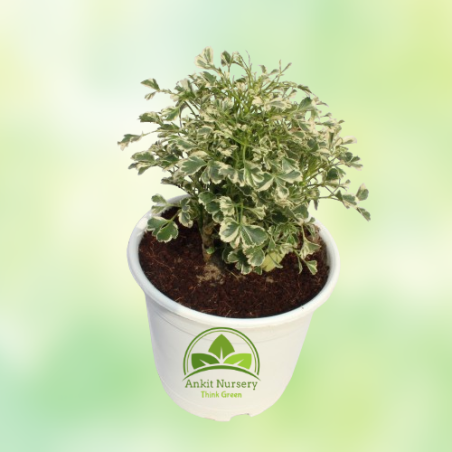 Snowflake Aralia Plant - Home -  - Corporate Office - Plants On Rent - Best Plant Nursery in Noida - Indoor Plants - Vertical Ga