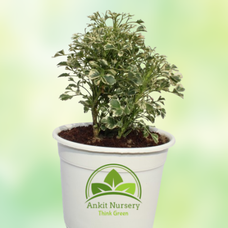 Snowflake Aralia Plant - Home -  - Corporate Office - Plants On Rent - Best Plant Nursery in Noida - Indoor Plants - Vertical Ga