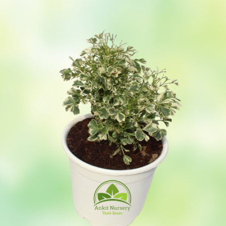 Snowflake Aralia Plant - Home -  - Corporate Office - Plants On Rent - Best Plant Nursery in Noida - Indoor Plants - Vertical Ga