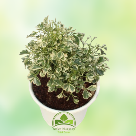 Snowflake Aralia Plant - Home -  - Corporate Office - Plants On Rent - Best Plant Nursery in Noida - Indoor Plants - Vertical Ga