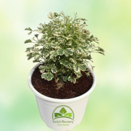 Snowflake Aralia Plant - Home -  - Corporate Office - Plants On Rent - Best Plant Nursery in Noida - Indoor Plants - Vertical Ga