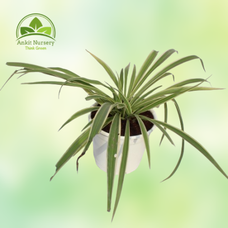 Spider Plant (Chlorophytum) - Home -  - Corporate Office - Plants On Rent - Best Plant Nursery in Noida - Indoor Plants - Vertic