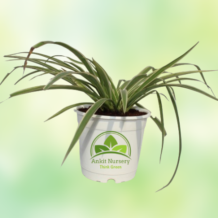 Spider Plant (Chlorophytum) - Home -  - Corporate Office - Plants On Rent - Best Plant Nursery in Noida - Indoor Plants - Vertic