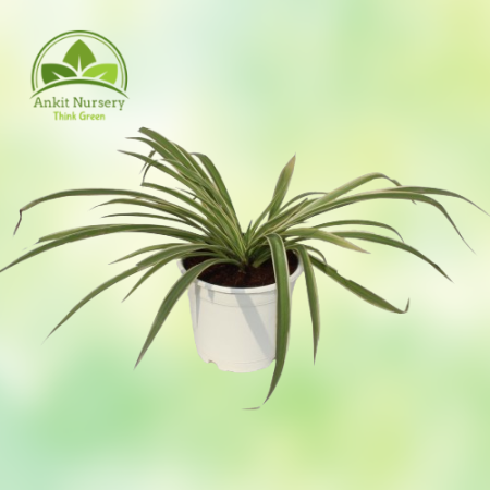 Spider Plant (Chlorophytum) - Home -  - Corporate Office - Plants On Rent - Best Plant Nursery in Noida - Indoor Plants - Vertic