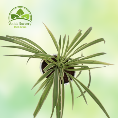 Spider Plant (Chlorophytum) - Home -  - Corporate Office - Plants On Rent - Best Plant Nursery in Noida - Indoor Plants - Vertic