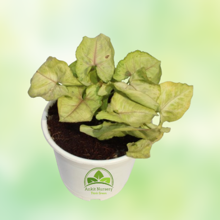 Syngonium Golden Plant - Home -  - Corporate Office - Plants On Rent - Best Plant Nursery in Noida - Indoor Plants - Vertical Ga