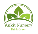 Ankit Nursery