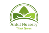 Ankit Nursery